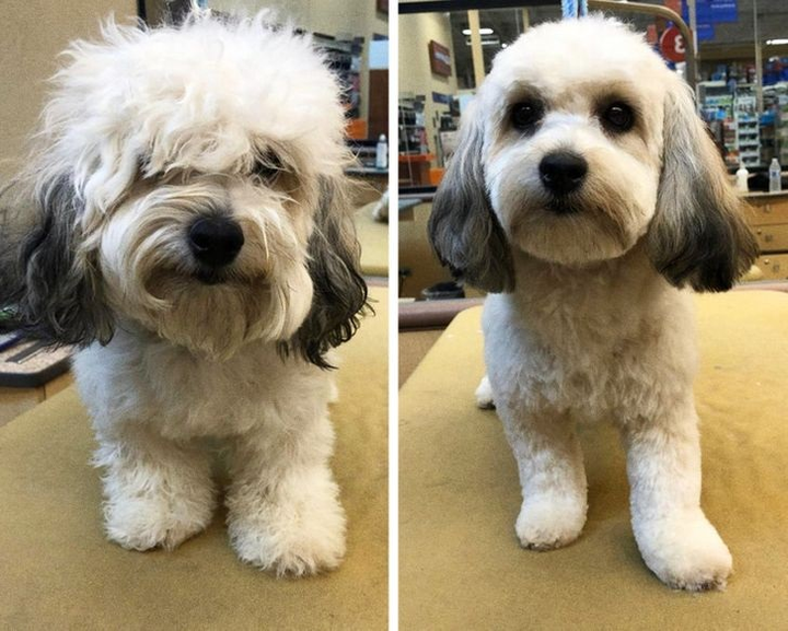 Ảnh chó cưng làm đẹp: Fan nhạc rock biến thành quý tộc sang chảnh - 15