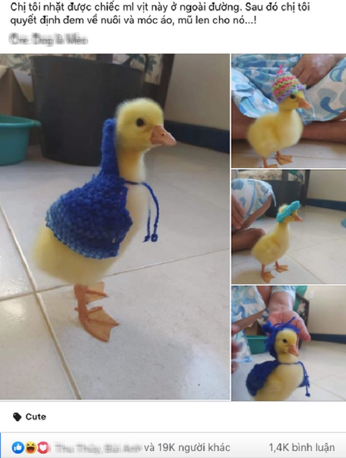 Chú vịt con ‘tốt số nhất Vịnh Bắc Bộ’: Được cô gái nhặt nuôi rồi thành ‘mẫu ảnh’ - 1