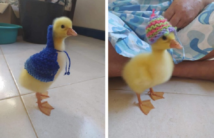 Chú vịt con ‘tốt số nhất Vịnh Bắc Bộ’: Được cô gái nhặt nuôi rồi thành ‘mẫu ảnh’ - 2