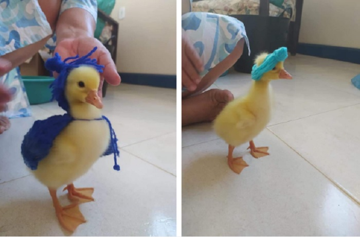 Chú vịt con ‘tốt số nhất Vịnh Bắc Bộ’: Được cô gái nhặt nuôi rồi thành ‘mẫu ảnh’ - 3