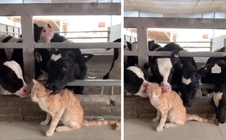 Clip chú mèo được cả đàn bò 'hôn hít' khiến dân mạng cười nghiêng ngả - 1