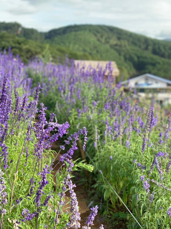 Đà Lạt tháng 12 - 7