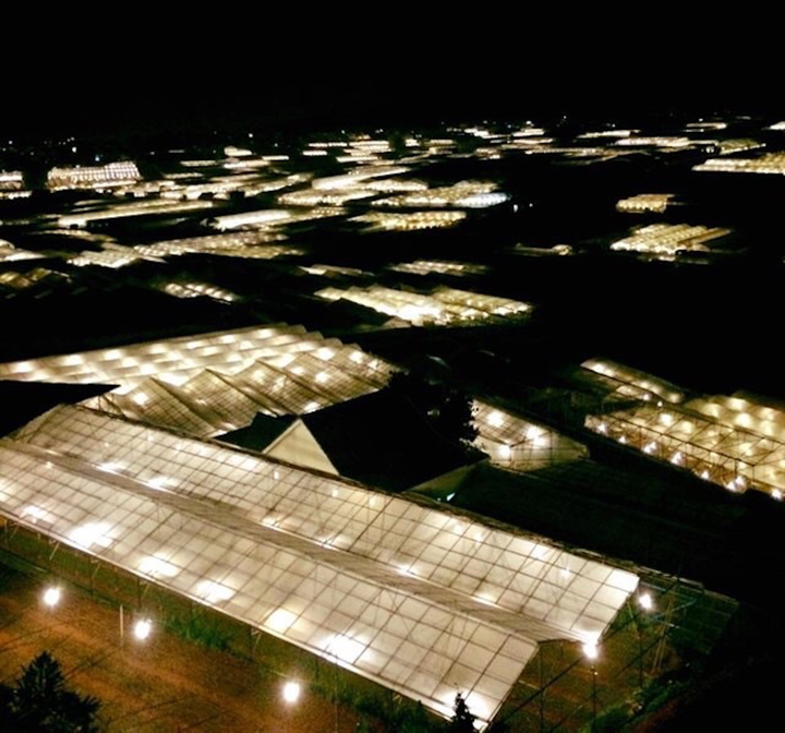 Đà Lạt tháng 12 - 11