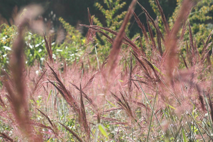 Đà Lạt tháng 12 - 5