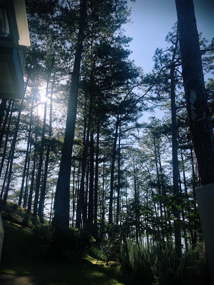 Đà Lạt tháng 12 - 9