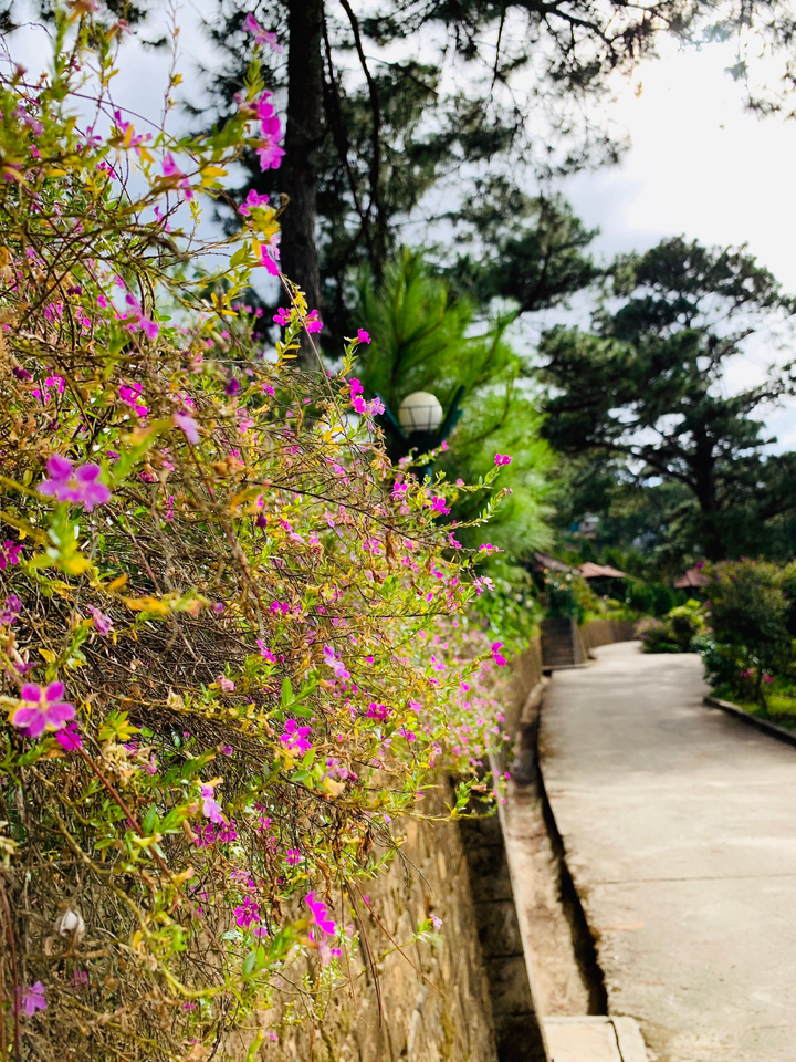 Đà Lạt tháng 12 - 2