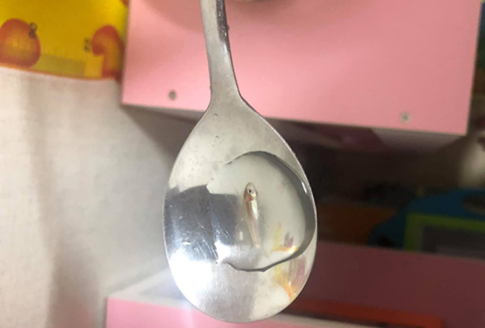 Cười sặc nhìn chú cá cảnh đặt mua qua mạng - 4