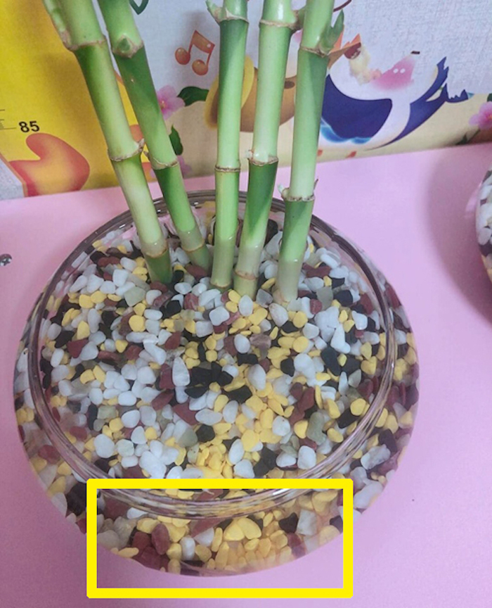 Cười sặc nhìn chú cá cảnh đặt mua qua mạng - 5