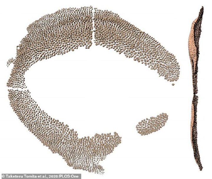 'Đôi mắt bọc thép' được bảo vệ bởi 3.000 chiếc răng của cá mập voi - 1