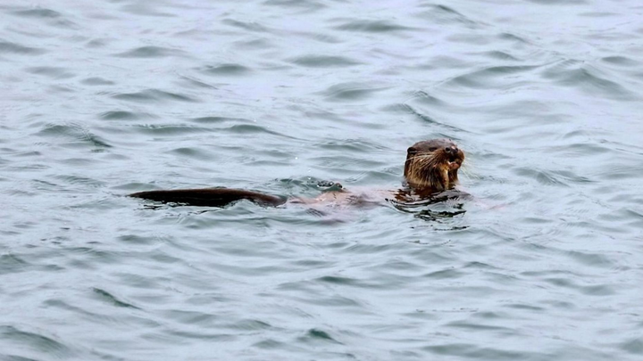 'Cỗ máy giết người' giúp rái cá làm thịt cá mù làn quý hiếm - 2