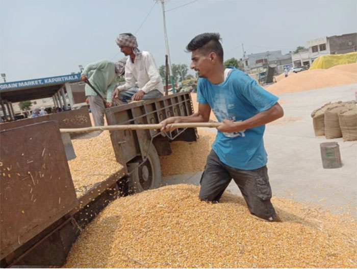 Trường đóng cửa vì COVID-19, giáo viên tiểu học làm bốc vác kiếm sống - 1