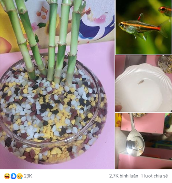 Cười sặc nhìn chú cá cảnh đặt mua qua mạng - 1