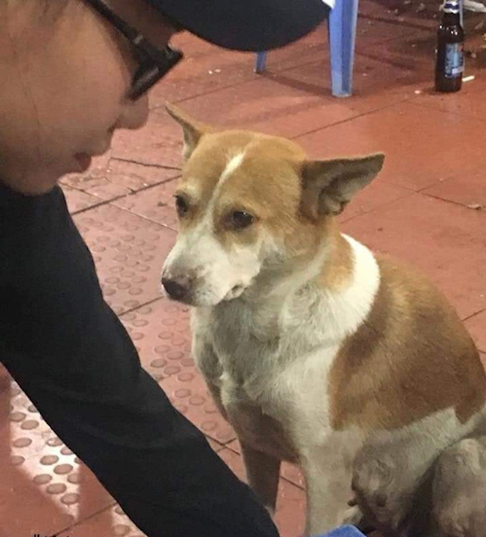 2 chú chó 'ăn mày' quyết không chén tôm chưa bóc vỏ - 2