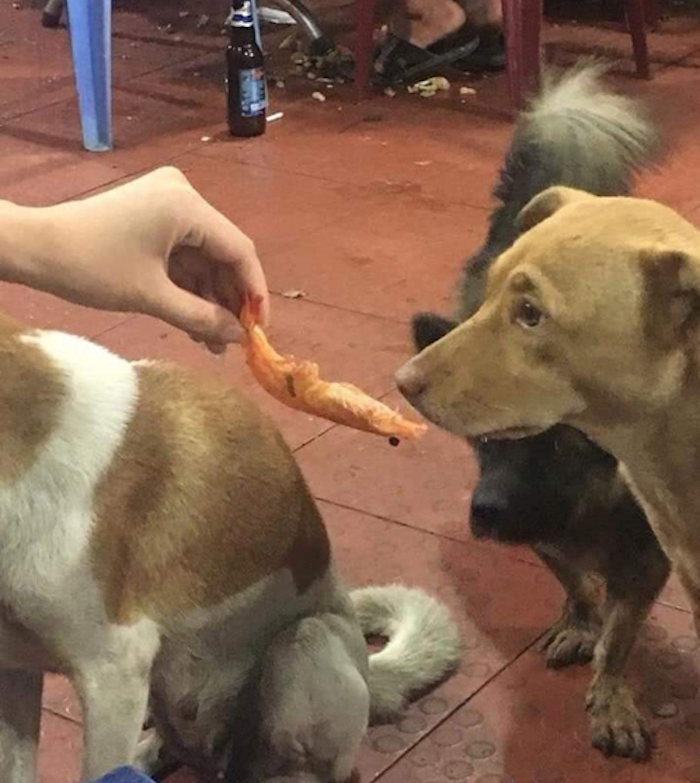 2 chú chó 'ăn mày' quyết không chén tôm chưa bóc vỏ - 3