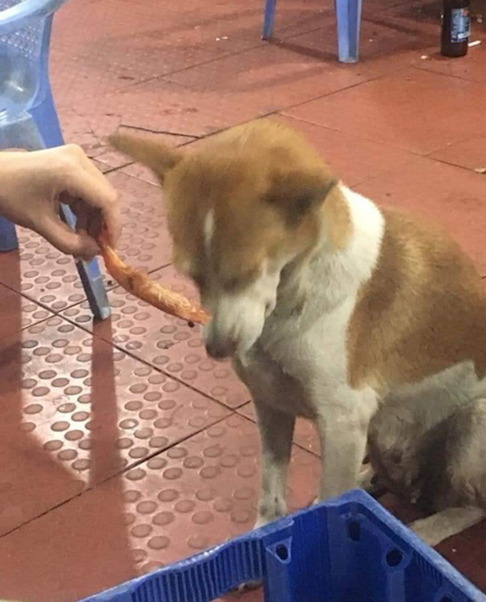2 chú chó 'ăn mày' quyết không chén tôm chưa bóc vỏ - 4