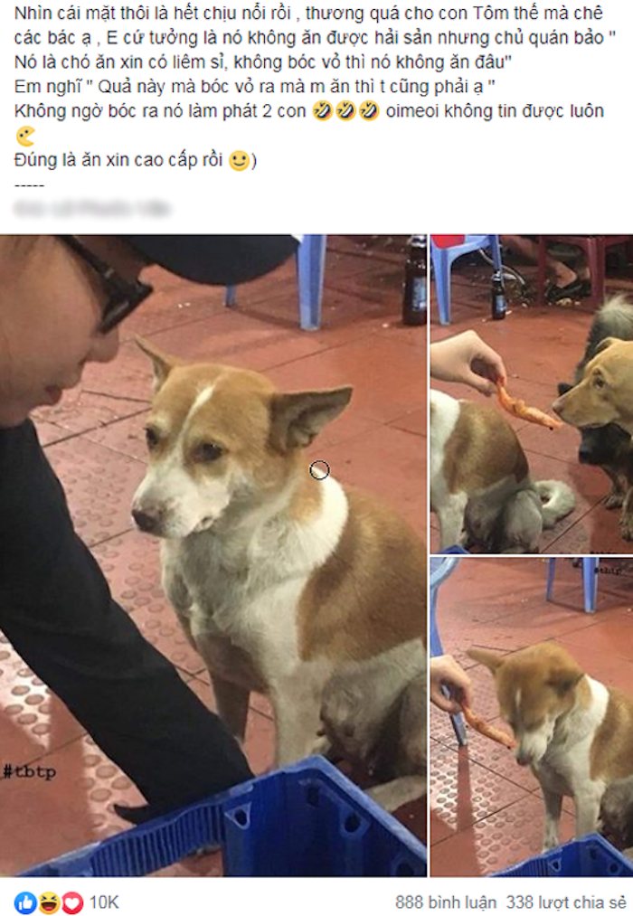 2 chú chó 'ăn mày' quyết không chén tôm chưa bóc vỏ - 1