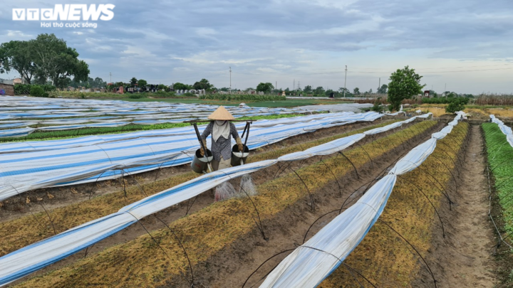 Kinh hoàng tưới rau xanh bằng nước thải ô nhiễm: Chính quyền cũng bất lực - 4