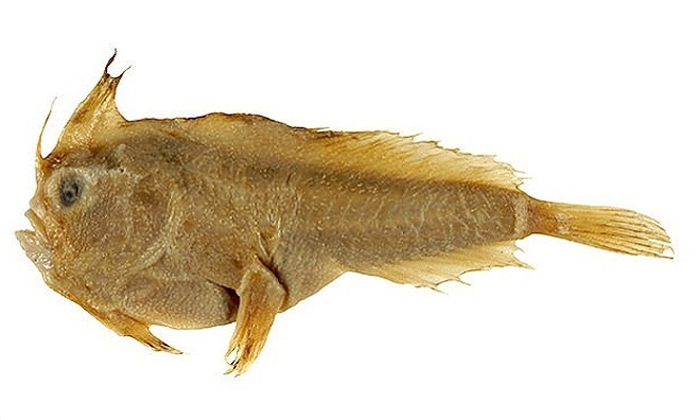 Loài cá biển đầu tiên tuyệt chủng trong thời hiện đại - 1