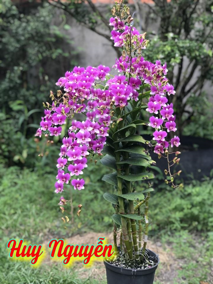 'Dân chơi' Sài thành không thể không biết đến thương hiệu Mê Lan - 3