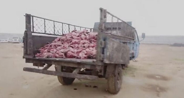 Xác hàng nghìn con cáo bị lột da lấy lông chất như núi - 2