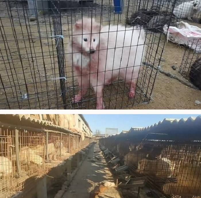 Xác hàng nghìn con cáo bị lột da lấy lông chất như núi - 4