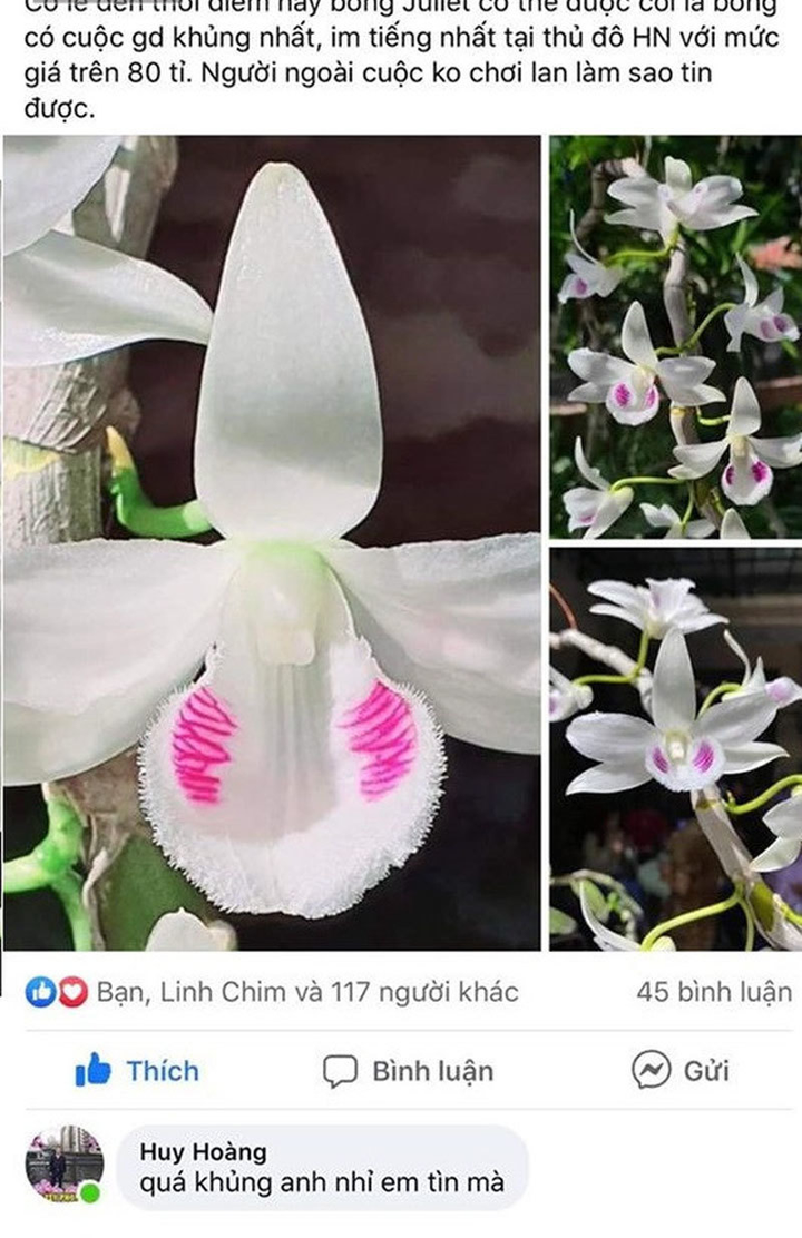 Chậu lan Juliet đắt không tưởng 83 tỷ đồng khiến cộng đồng mạng 'dậy sóng' - 3