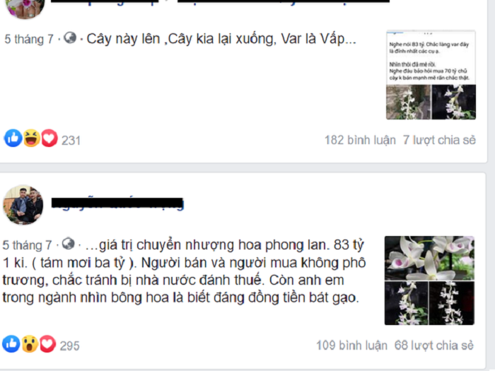 Chậu lan Juliet đắt không tưởng 83 tỷ đồng khiến cộng đồng mạng 'dậy sóng' - 4