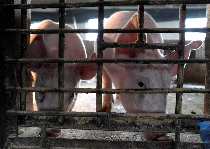 Nông dân Trung Quốc nơm nớp lo dịch tả lợn châu Phi bùng phát vì mưa lũ - 1