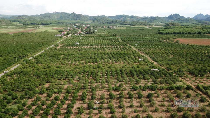 Nắng nóng kéo dài, ruộng đồng nứt toác, cá chết trắng bờ sông Cấm - 3