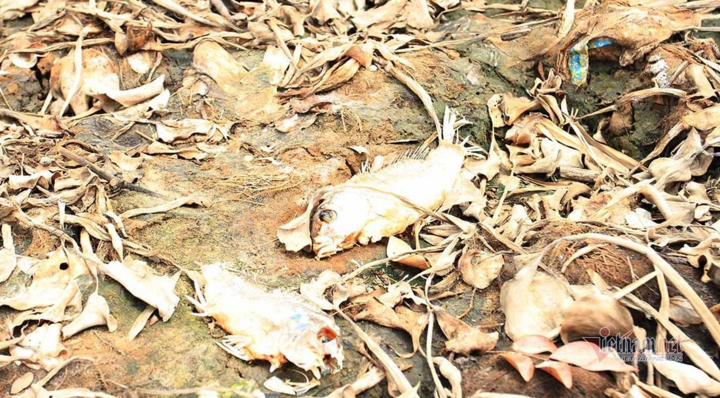 Nắng nóng kéo dài, ruộng đồng nứt toác, cá chết trắng bờ sông Cấm - 10