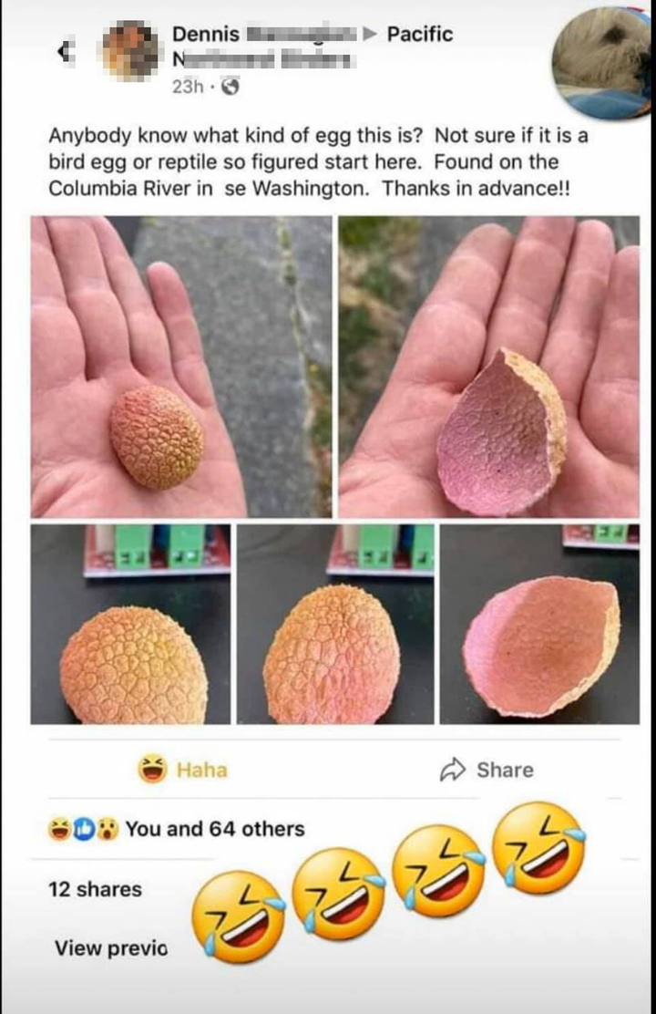 Người đàn ông Mỹ hoang mang vì nhặt được vỏ vải thiều - 1