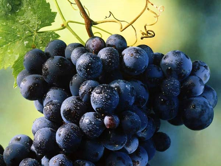 8 lợi ích không ngờ khi ăn trái cây vào buổi sáng - 6