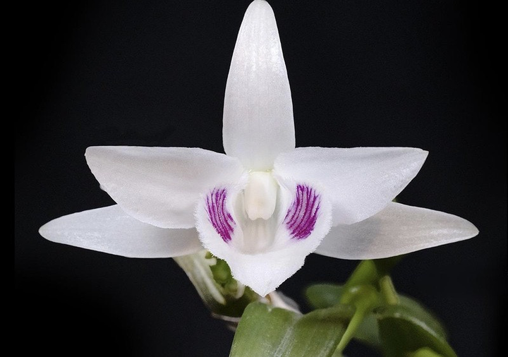 Giao dịch tiền tỷ mua lan quý có phải nộp thuế? - 2