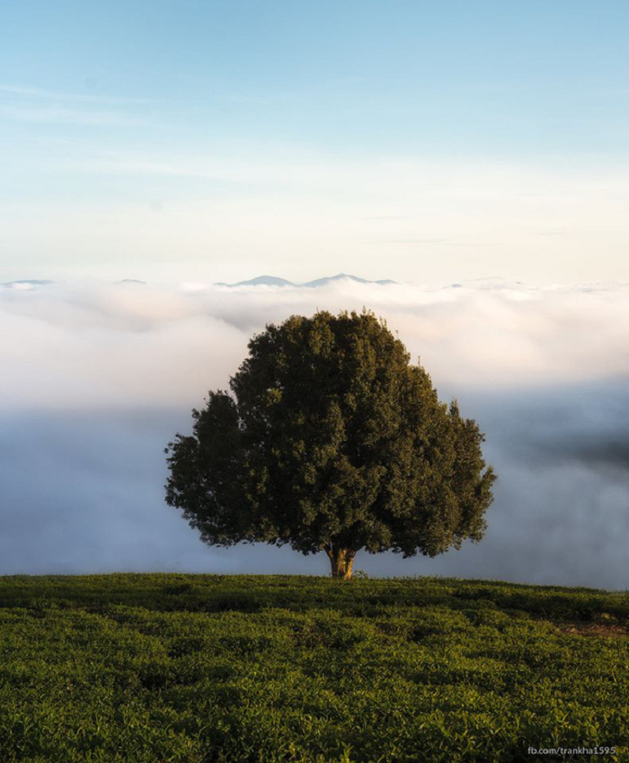 'Mập như heo', cây thông béo nhất Đà Lạt mời gọi nhiều bạn trẻ muốn thoát ế - 1