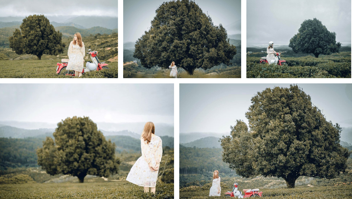 'Mập như heo', cây thông béo nhất Đà Lạt mời gọi nhiều bạn trẻ muốn thoát ế - 2