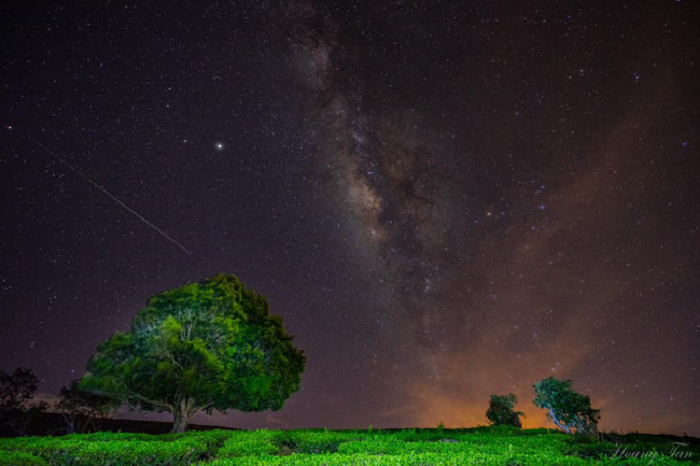 'Mập như heo', cây thông béo nhất Đà Lạt mời gọi nhiều bạn trẻ muốn thoát ế - 3