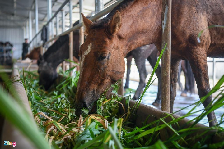 Xem cảnh sát cơ động thuần hóa ngựa chiến bất kham - 3