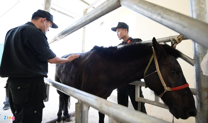 Xem cảnh sát cơ động thuần hóa ngựa chiến bất kham - 4