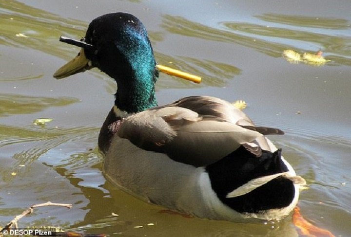 Vịt sống sót thần kỳ với mũi tên xuyên qua đầu suốt 3 tháng - 1