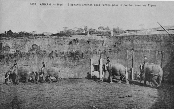 Bên trong đấu trường mãnh thú độc nhất vô nhị còn tồn tại ở Việt Nam có gì? - 5