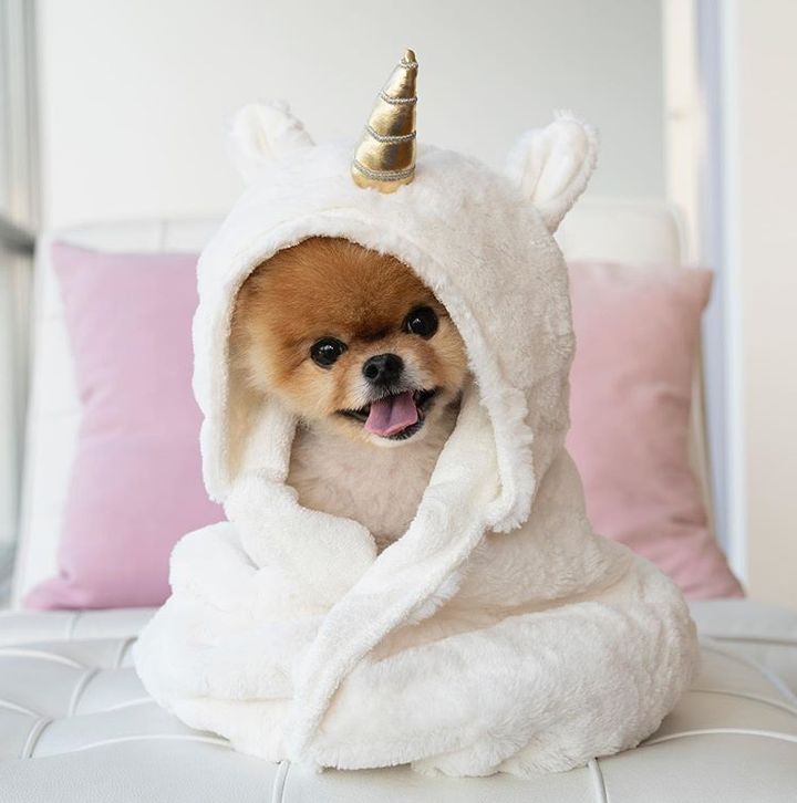 Những chú chó có hàng triệu người hâm mộ trên mạng xã hội - 3