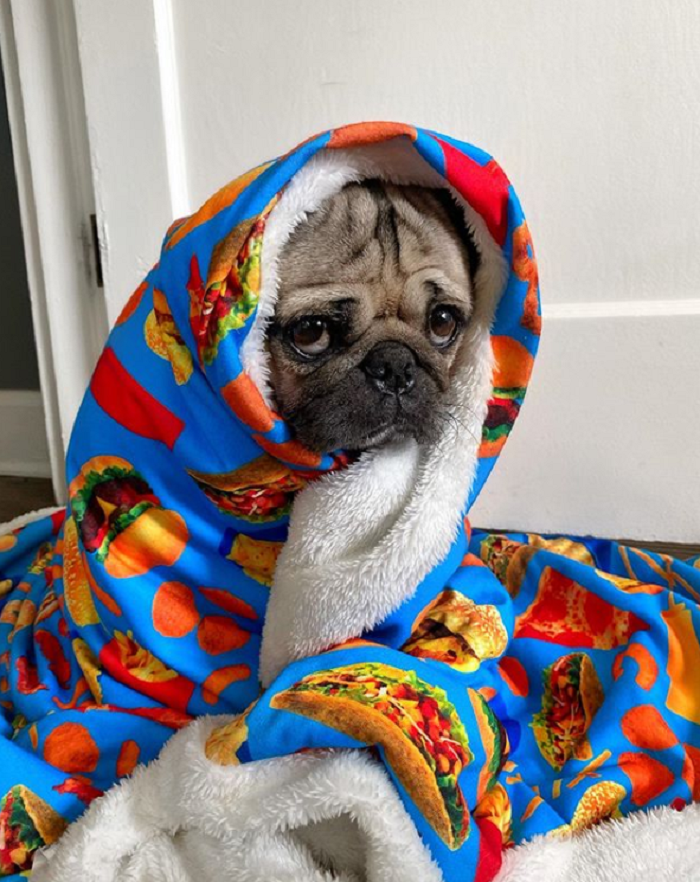 Những chú chó có hàng triệu người hâm mộ trên mạng xã hội - 4