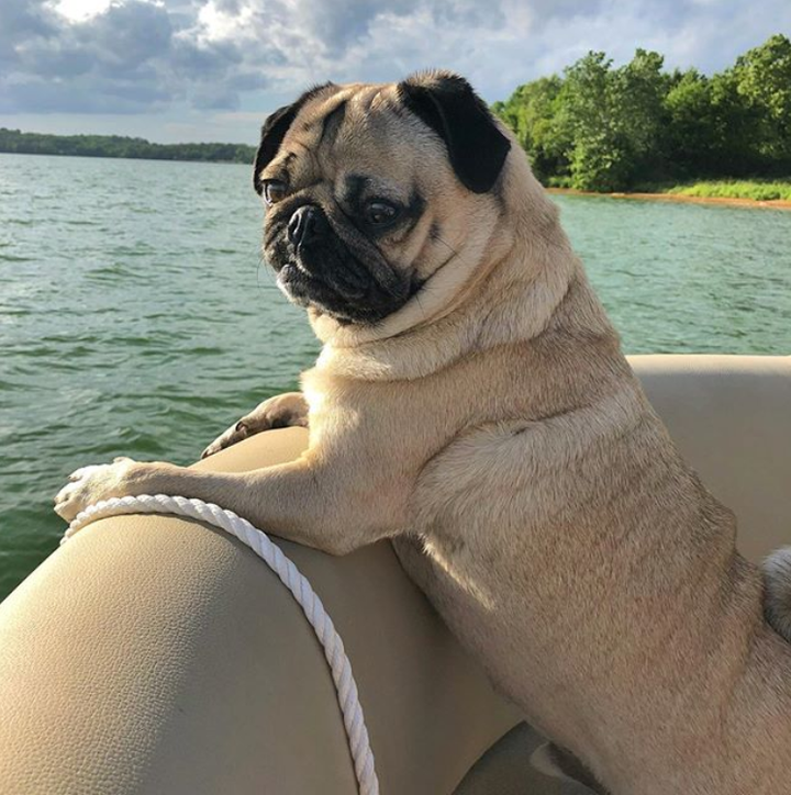 Những chú chó có hàng triệu người hâm mộ trên mạng xã hội - 5