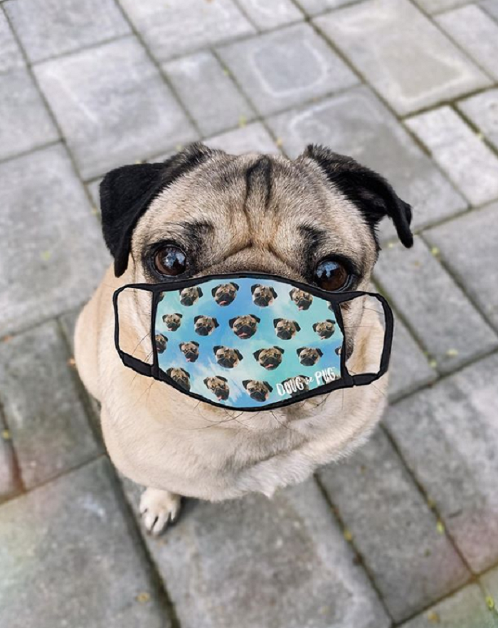 Những chú chó có hàng triệu người hâm mộ trên mạng xã hội - 6