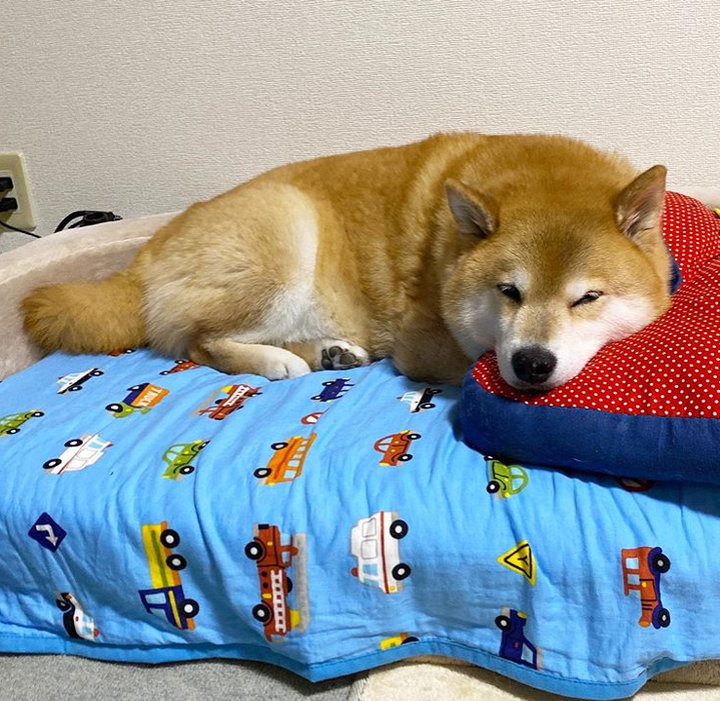 Những chú chó có hàng triệu người hâm mộ trên mạng xã hội - 7