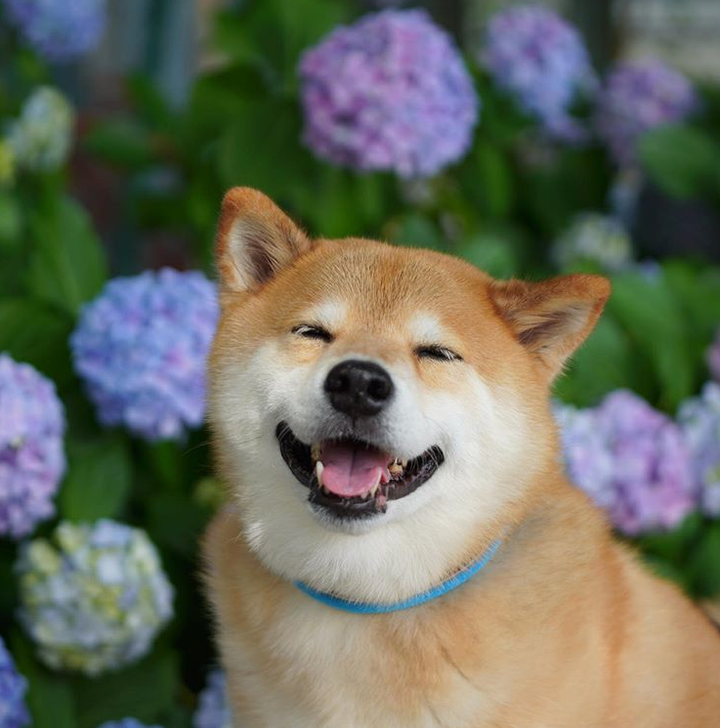 Những chú chó có hàng triệu người hâm mộ trên mạng xã hội - 8