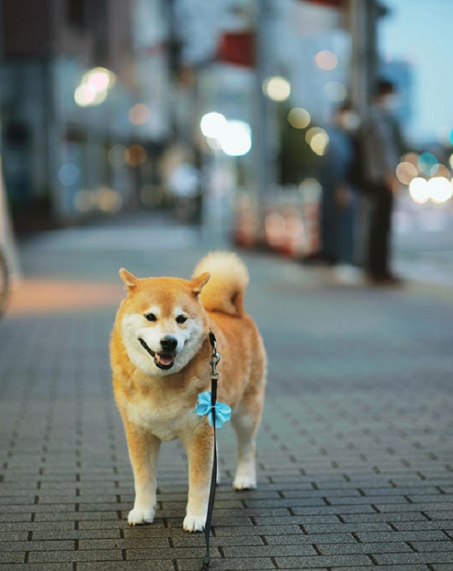 Những chú chó có hàng triệu người hâm mộ trên mạng xã hội - 9