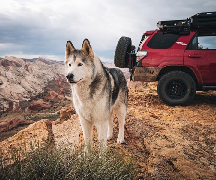 Những chú chó có hàng triệu người hâm mộ trên mạng xã hội - 10