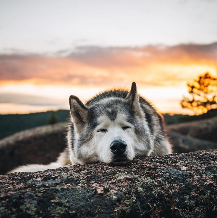 Những chú chó có hàng triệu người hâm mộ trên mạng xã hội - 11