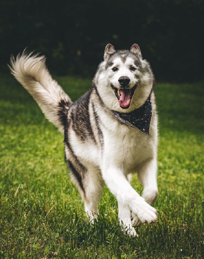 Những chú chó có hàng triệu người hâm mộ trên mạng xã hội - 12